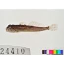 Cottus nozawae Snyder, 1911