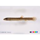 Misgurnus anguillicaudatus (Cantor, 1842)