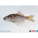 Carassius auratus subsp. 2