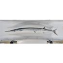 Tylosurus acus melanotus (Bleeker, 1850)