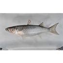 Mugil cephalus cephalus Linnaeus, 1758