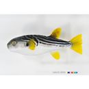 Takifugu xanthopterus (Temminck et Schlegel, 1847)