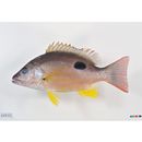 Lutjanus russellii (Bleeker, 1849)