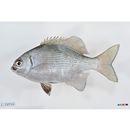 Kyphosus cinerascens (Forsskal, 1775)