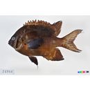 Neoglyphidodon nigroris (Cuvier, 1830)