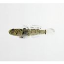 Cabillus tongarevae (Fowler, 1927)