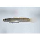 Lentipes armatus Sakai et Nakamura, 1979