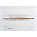 Conger myriaster (Brevoort, 1856)