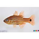 Ostorhinchus endekataenia (Bleeker, 1852)