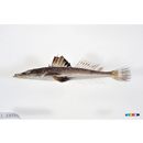 Suggrundus meerdervoortii (Bleeker, 1860)