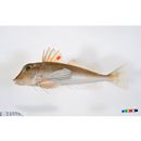 Lepidotrigla kishinouyei Snyder, 1911