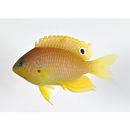 Pomacentrus amboinensis Bleeker, 1868