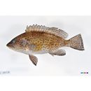 Epinephelus areolatus (Forsskal, 1775)