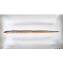 Ophichthus urolophus (Temminck et Schlegel, 1847)