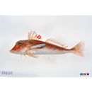 Lepidotrigla kishinouyei Snyder, 1911