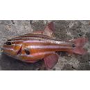 Apogon victoriae Gunther, 1859