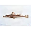 Suggrundus meerdervoortii (Bleeker, 1860)