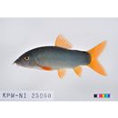 Yasuhikotakia modesta (Bleeker, 1864)