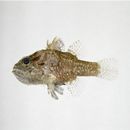 Foa brachygramma (Jenkins, 1903)