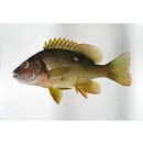 Lutjanus stellatus Akazaki, 1983