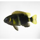 Chrysiptera brownriggii (Bennett, 1828)