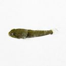 Bathygobius cyclopterus (Valenciennes, 1837)