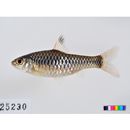 Clypeobarbus congicus (Boulenger, 1899)