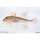 Lepidotrigla microptera Gunther, 1873