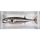 Lagocephalus sceleratus (Gmelin, 1789)