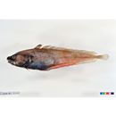 Physiculus japonicus Hilgendorf, 1879