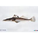 Suggrundus meerdervoortii (Bleeker, 1860)