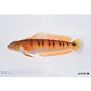 Parapercis multifasciata Doderlein, 1884