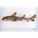 Heterodontus francisci (Girard, 1855)