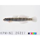 Sicydium crenilabrum Harrison, 1993