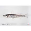 Chlorophthalmus albatrossis Jordan et Starks, 1904