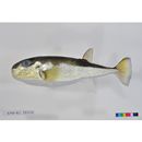 Lagocephalus spadiceus (Richardson, 1845)