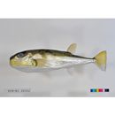 Lagocephalus spadiceus (Richardson, 1845)