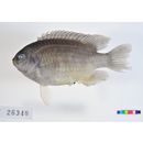 Chrysiptera glauca (Cuvier, 1830)