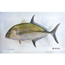 Caranx melampygus Cuvier, 1833