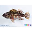 Cirrhitus pinnulatus (Schneider, 1801)