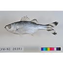 Kuhlia mugil (Forster, 1801)