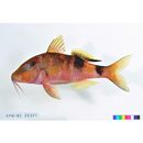 Parupeneus multifasciatus (Quoy et Gaimard, 1825)