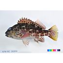 Cirrhitus pinnulatus (Schneider, 1801)