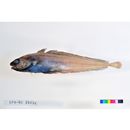 Physiculus japonicus Hilgendorf, 1879