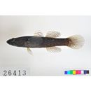 Eleotris acanthopoma Bleeker, 1853