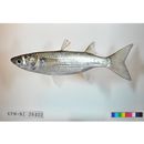 Mugil cephalus cephalus Linnaeus, 1758