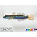 Sicyopterus lagocephalus (Pallas, 1774)