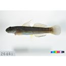 Sicyopterus japonicus (Tanaka, 1909)