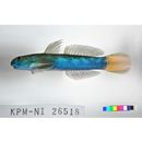 Sicyopterus lagocephalus (Pallas, 1774)