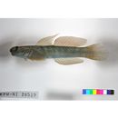 Sicyopterus japonicus (Tanaka, 1909)